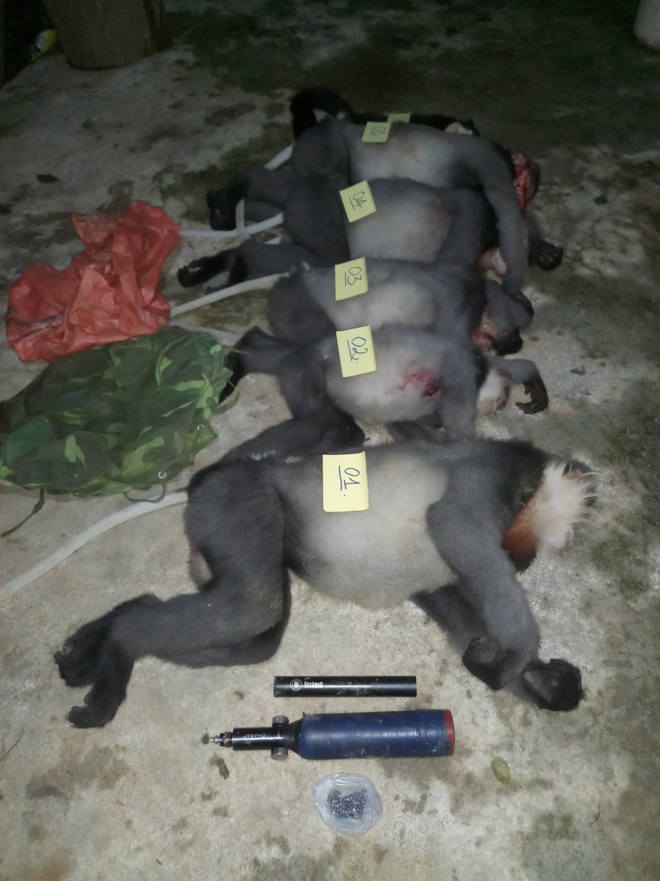 Phát hiện nhiều cá thể Voọc Chà vá chân xám bị bắn chết tại rừng