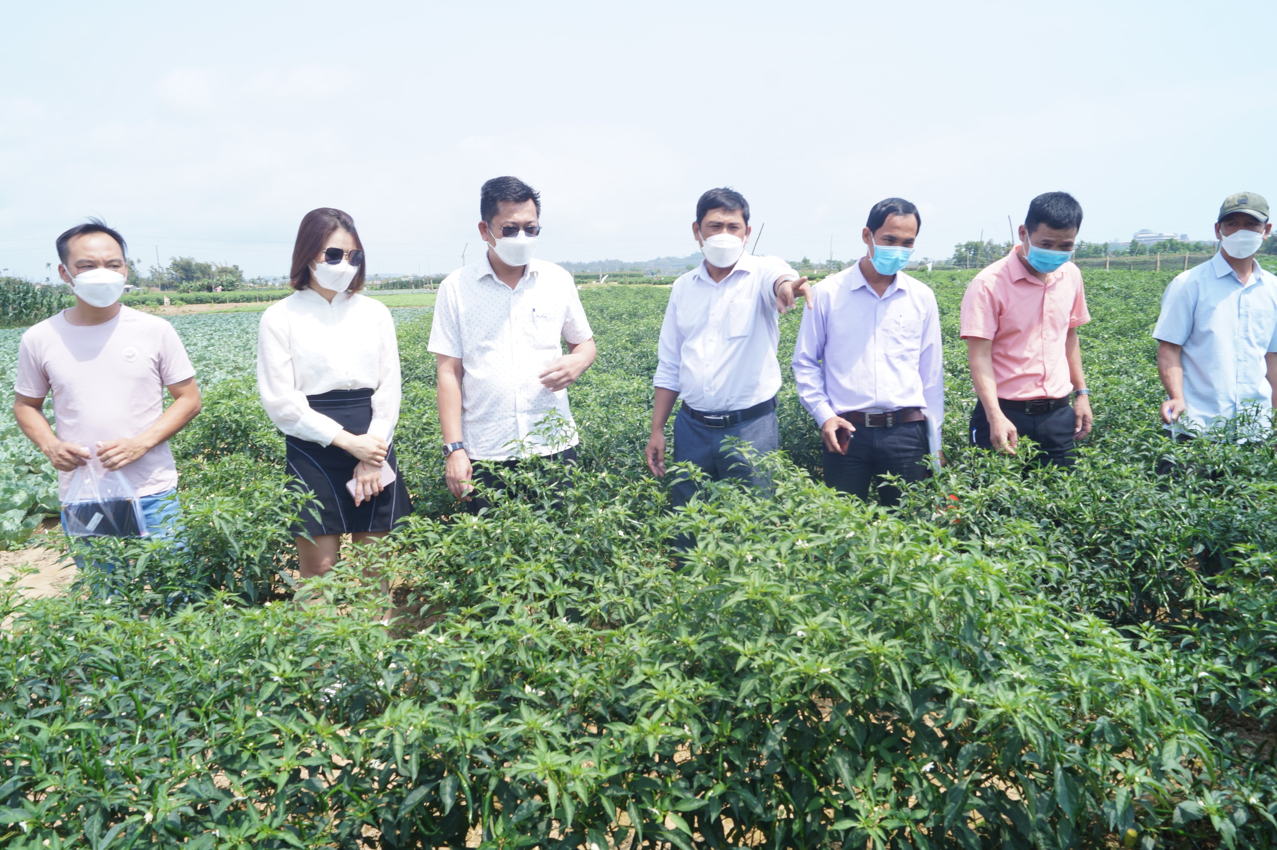Tập đoàn IDI khảo sát kết nối tiêu thụ ớt tại Quảng Ngãi