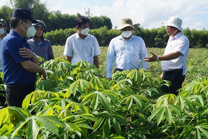Lãnh đạo UBND tỉnh kiểm tra tình hình sản xuất và bệnh khảm lá sắn tại huyện Sơn Hà