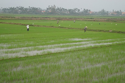 Sử dụng phân bón cân đối, hợp lý và tiết kiệm trong sản xuất lúa
