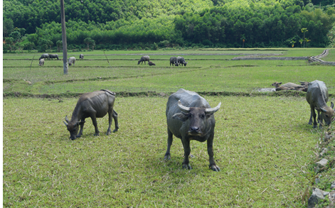 Cải tiến nâng cao tầm vóc đàn trâu tại các huyện miền núi và phát triển đàn bò theo hướng nâng cao năng suất, sản lượng để sản xuất hàng hóa trên địa bàn tỉnh