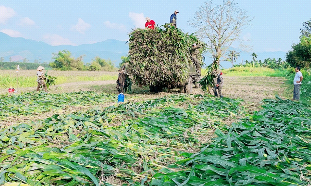 Sản xuất ngô sinh khối tại tỉnh Quảng Ngãi – thực trạng và giải pháp