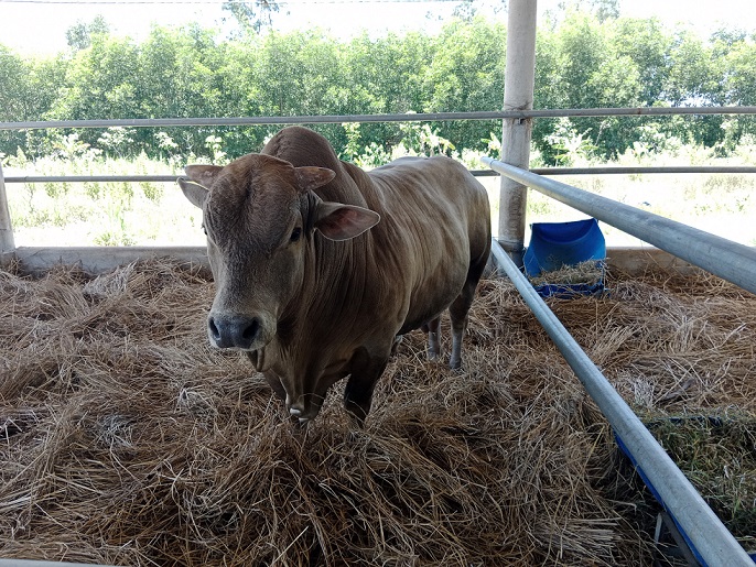 Đánh giá năng suất, chất lượng thịt và định hướng phát triển của các tổ hợp bò lai tại Quảng Ngãi