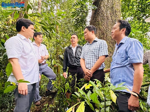 Kiểm tra công tác bảo vệ, phát triển rừng ở huyện Trà Bồng