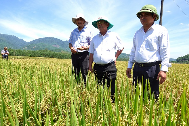 Kiểm tra đánh giá năng suất cây trồng vụ Đông Xuân 2023 – 2024 trên địa bàn huyện Minh Long