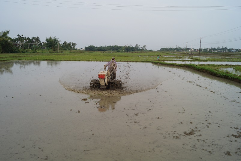 Hướng dẫn gieo sạ trên những chân ruộng không chủ động nước trong sản xuất lúa vụ Hè Thu 2024