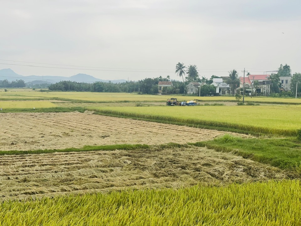 Quảng Ngãi: lúa Đông Xuân 2023-2024 được mùa, được giá