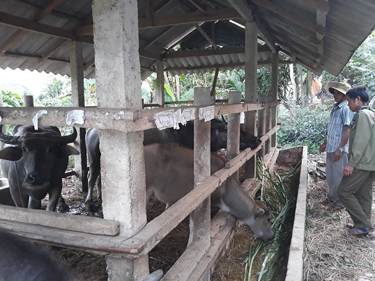 Minh Long đẩy mạnh phát triển chăn nuôi đại gia súc
