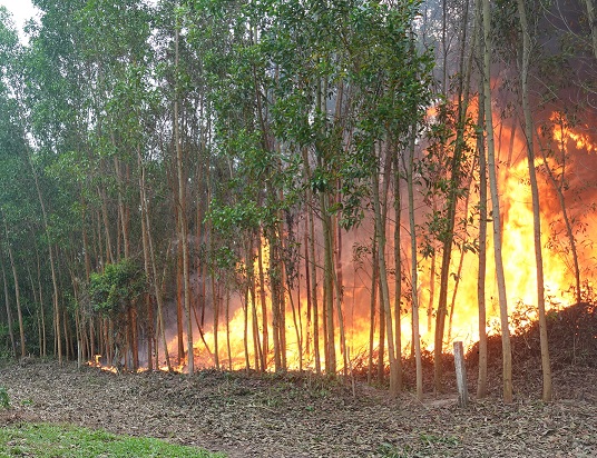 Tổ chức thực hiện hiệu quả chỉ đạo của UBND tỉnh về công tác phòng cháy, chữa cháy rừng