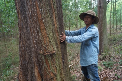 Anh nông dân mạnh dạn trồng rừng gỗ lớn