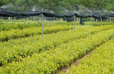 Trung tâm Giống Quảng Ngãi sẵn sàng cung ứng cây giống cho vụ trồng rừng năm 2020