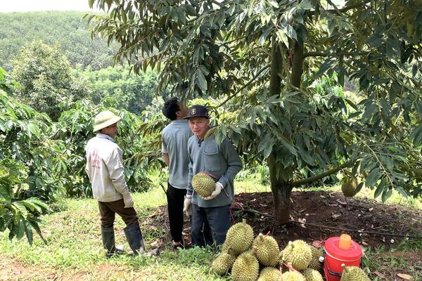 'Vàng xanh' Tây Nguyên vào mùa: Nông dân Quảng Ngãi thu lãi nửa tỷ đồng mỗi hecta sầu riêng