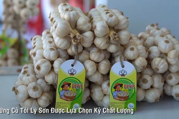 Giới thiệu về Tỏi Lý Sơn Quảng Ngãi