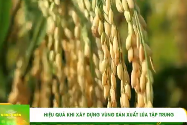 Xây dựng vùng sản xuất lúa tập trung tại Quảng Ngãi - Nông nghiệp và Nông thôn