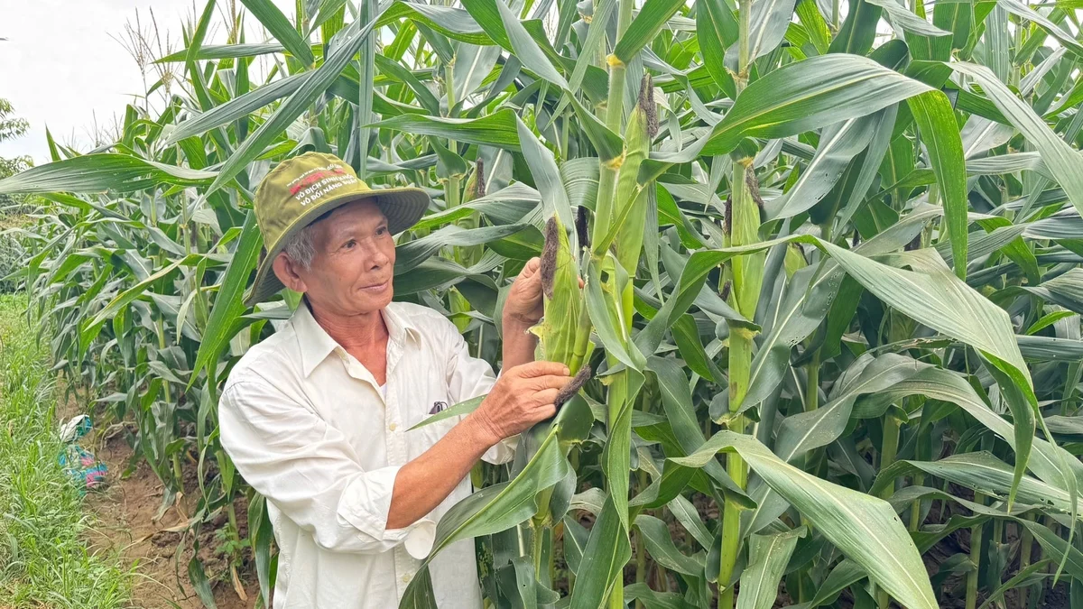 Chuyển đất lúa kém hiệu quả trồng ngô sinh khối, lãi 17 triệu đồng/ha
